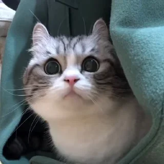 🐈