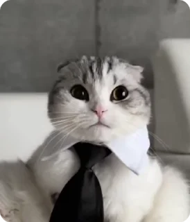 🐱