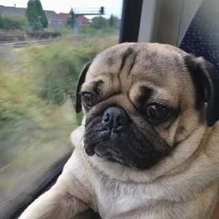 🐶