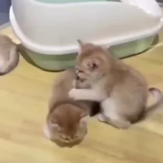🐈