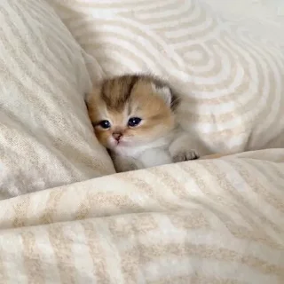 🥺