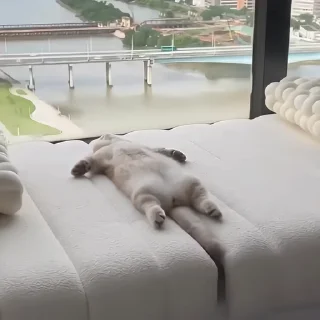 🐈‍⬛️