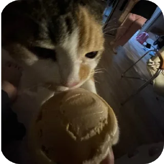 🐱