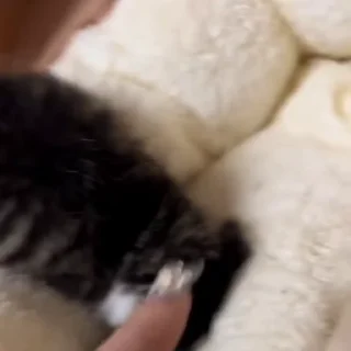 🐈