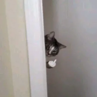😺