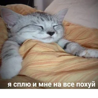 😺