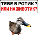 Злая утка