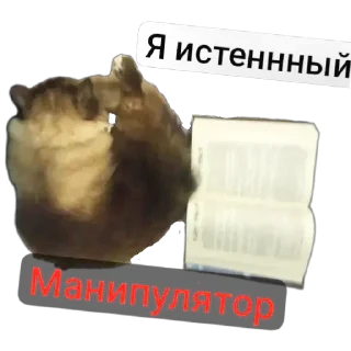 🐱