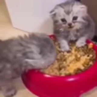 🐈‍⬛