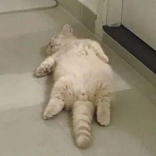 🐱