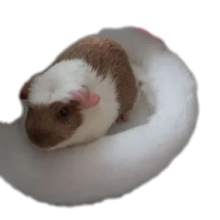 🐾