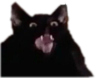 🙀