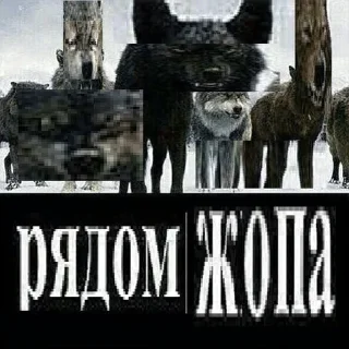 🐺