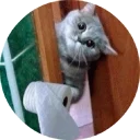 🐱