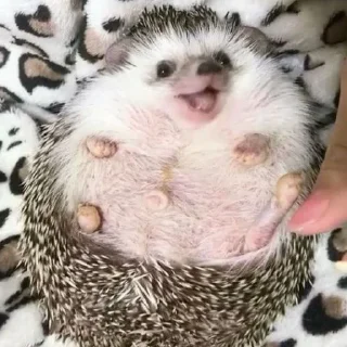 🦔