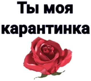 Memes @stickersb2b
