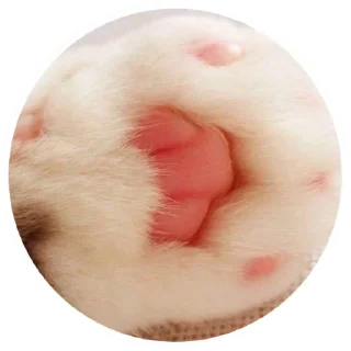 😻