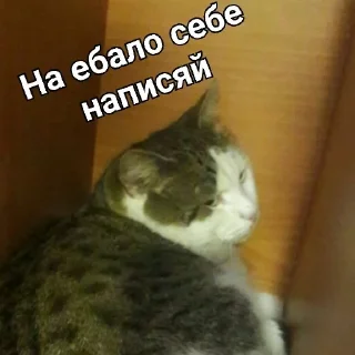🐈