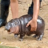 MooDeng