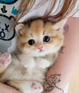😺