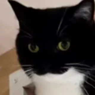 🐥