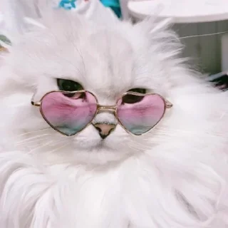 🐈