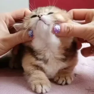 🥺