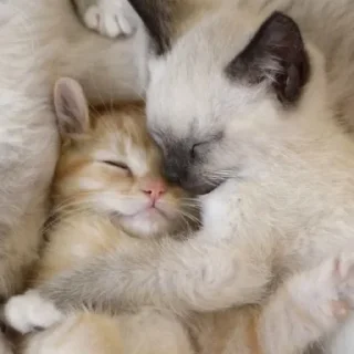 😴