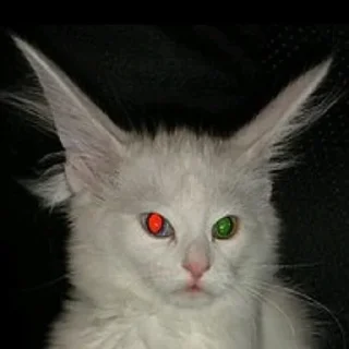 🧝‍♀️