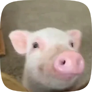 🐽