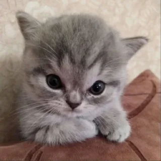 ♡ @ivoxygenivoxygenivoxygen