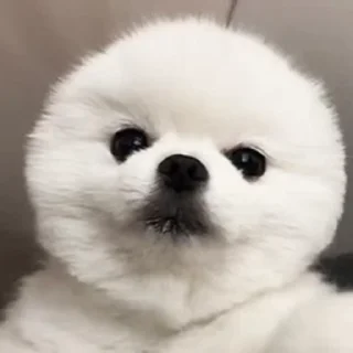 🐶