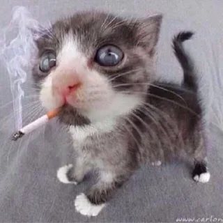 😼