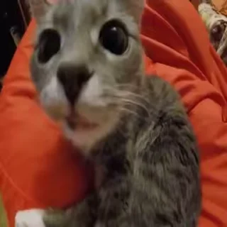 🐈