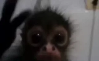 🙊