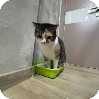 🐱