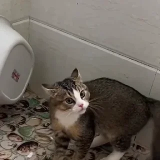 🐈