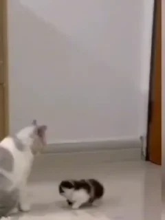 😎