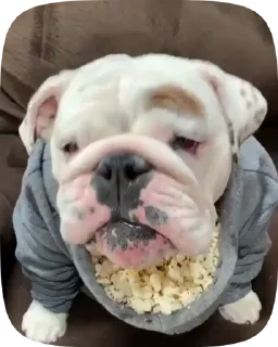 🐶