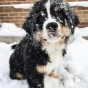 🐶