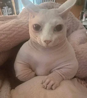 🥺