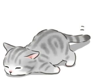 🐱
