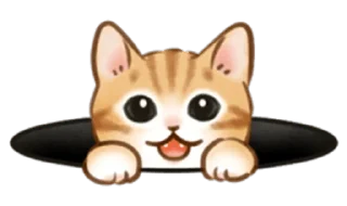 🐱