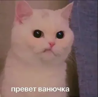 😾