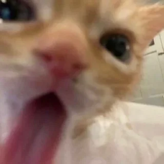 👅