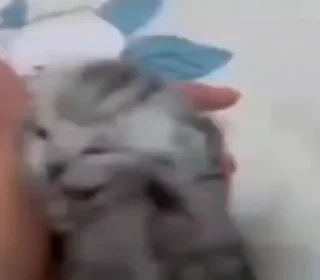 😺