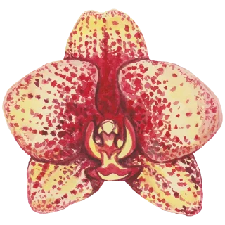 🌸