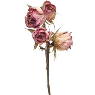 🥀