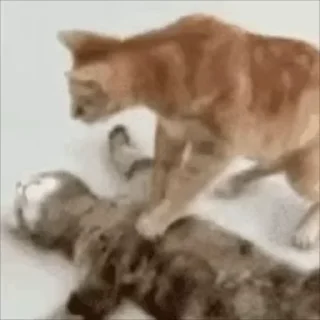 🙀