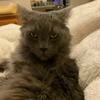 🐈